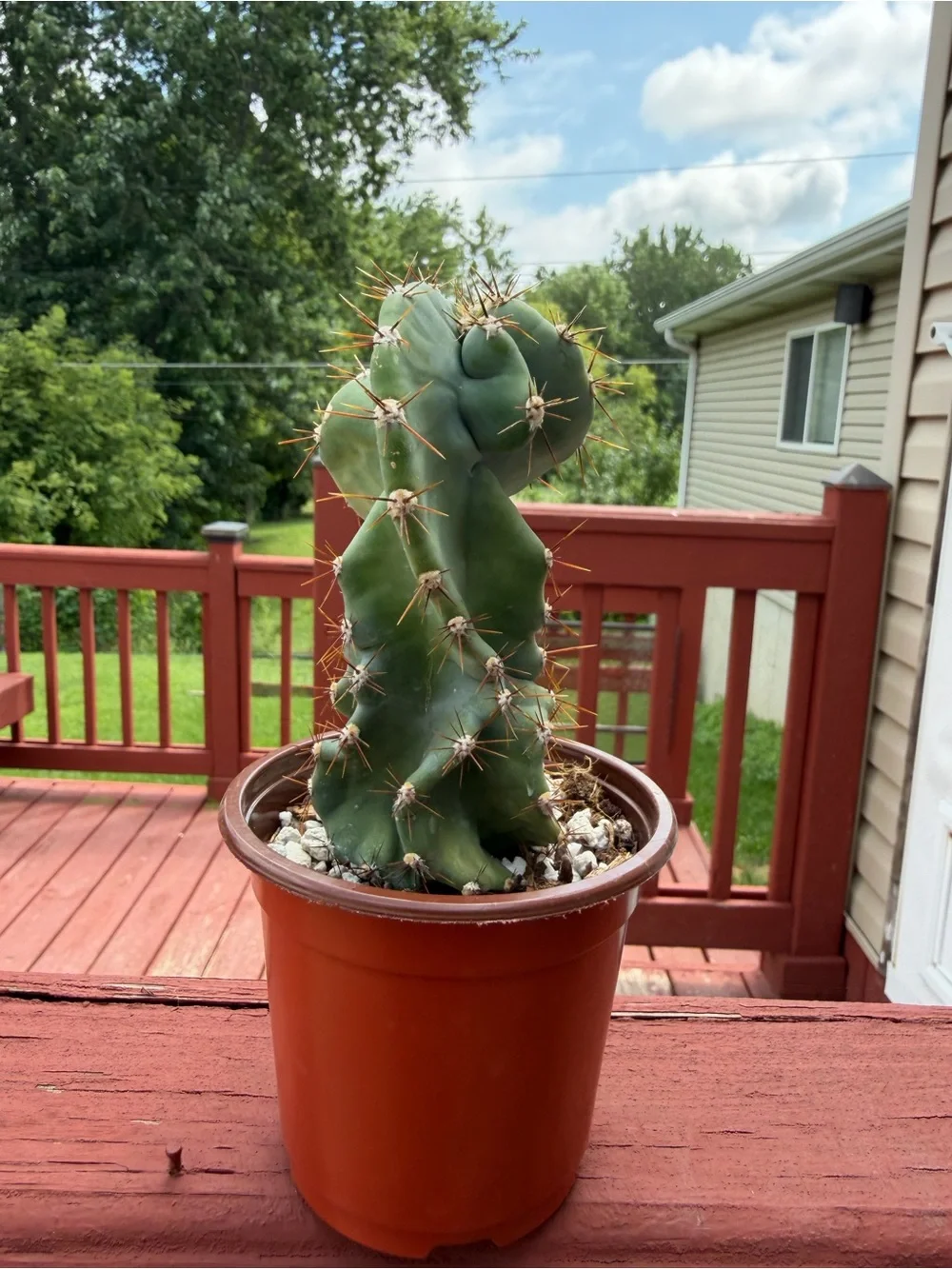 Spiral Cactus “Turbulence”